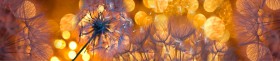 Кухонный фартук Мерцание Одуванчики золотистые 3 серебро в Междуреченске - mezhdurechensk.katalogmebeli.com | фото
